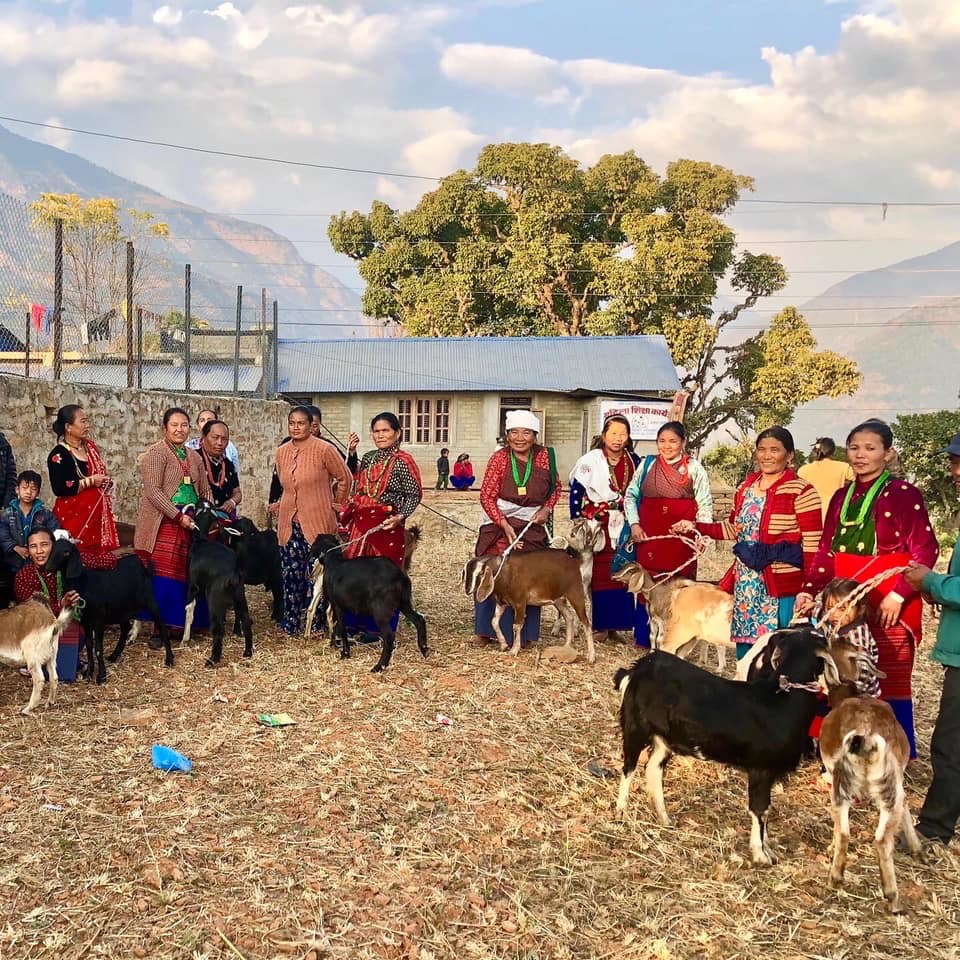 Goats in rural Nepal